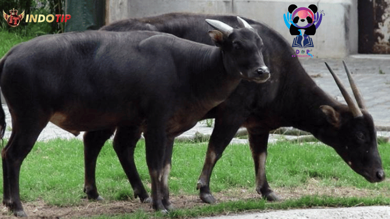 Anoa: Harta Karun Terancam Punah di Hutan Indonesia