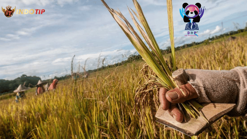 Terungkap 1 Alat Pertanian Tradisional Ani-Ani